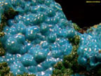 Chrysocolle