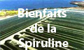 Les bienfaits de la spiruline Les bienfaits de la spiruline