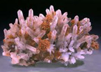 Dolomite orange