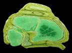 Variscite